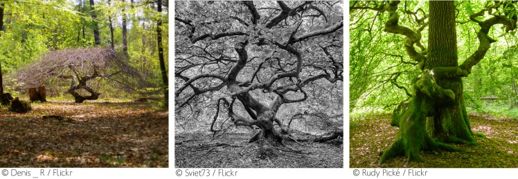 Triptique - Faux de Verzy.jpg