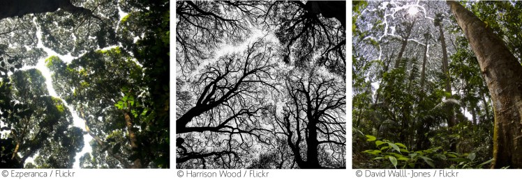 Triptique - Shyness crown.jpg