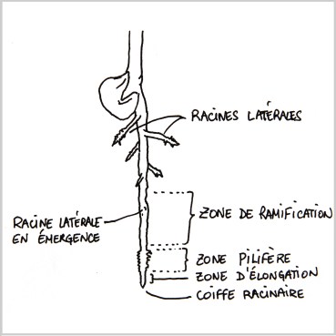 Miniatures astuces et conseils racines.jpg