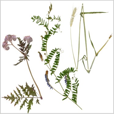 Miniatures engrais verts.jpg