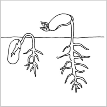 Miniatures la graine.jpg