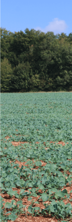 Capture d’écran 2018-08-23 à 17.19.47.png